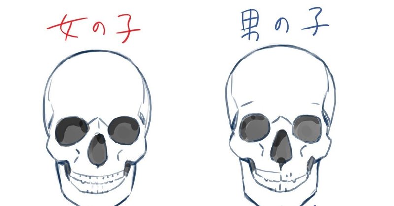 男女は頭蓋骨で描き分ける 岡q 漫画家 Note