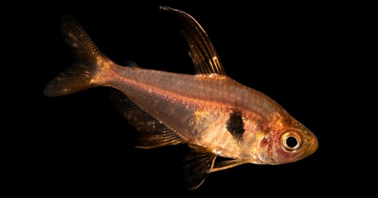 レッドファントムテトラ｜熱帯魚・小型カラシンの仲間｜初心者向け飼育