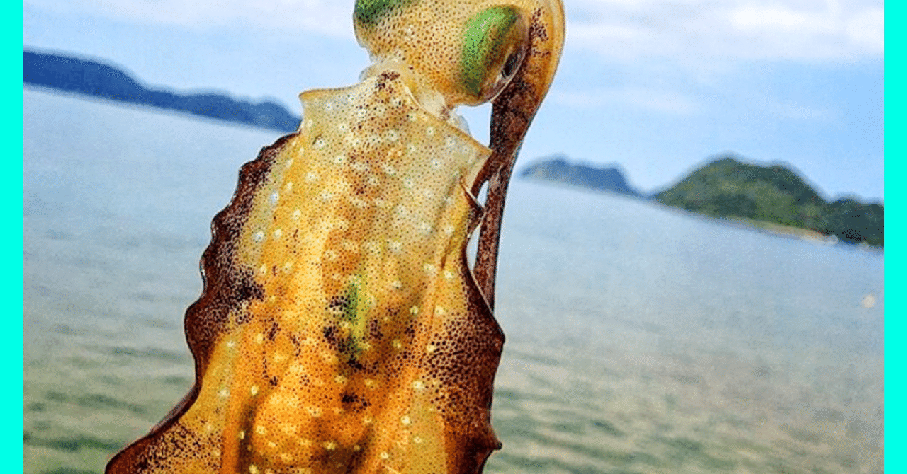 馬鹿でも分かる 見込みのある潮の読み方 オンライン釣り塾 Fishing 科学 こう兄 公式 Note