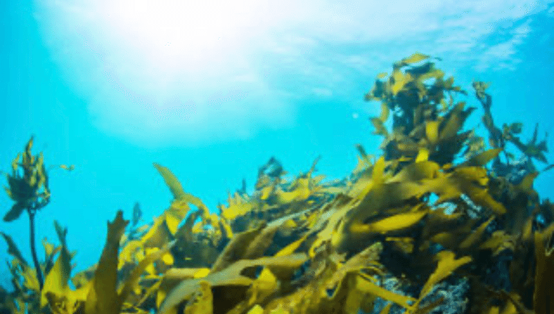 馬鹿でも分かる 見込みのある潮の読み方 オンライン釣り塾 Fishing 科学 こう兄 公式 Note 馬鹿でも分かる 見込みのある潮の読み方 オンライン釣り塾 Fishing 科学 こう兄 公式 Note