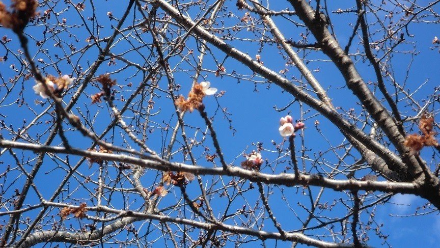 桜狂い咲き2020.1.15