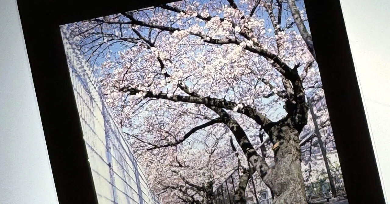 桜🌸【503CW+CF 80mm】（Hasselblad）｜ハッセルブラッド探求記