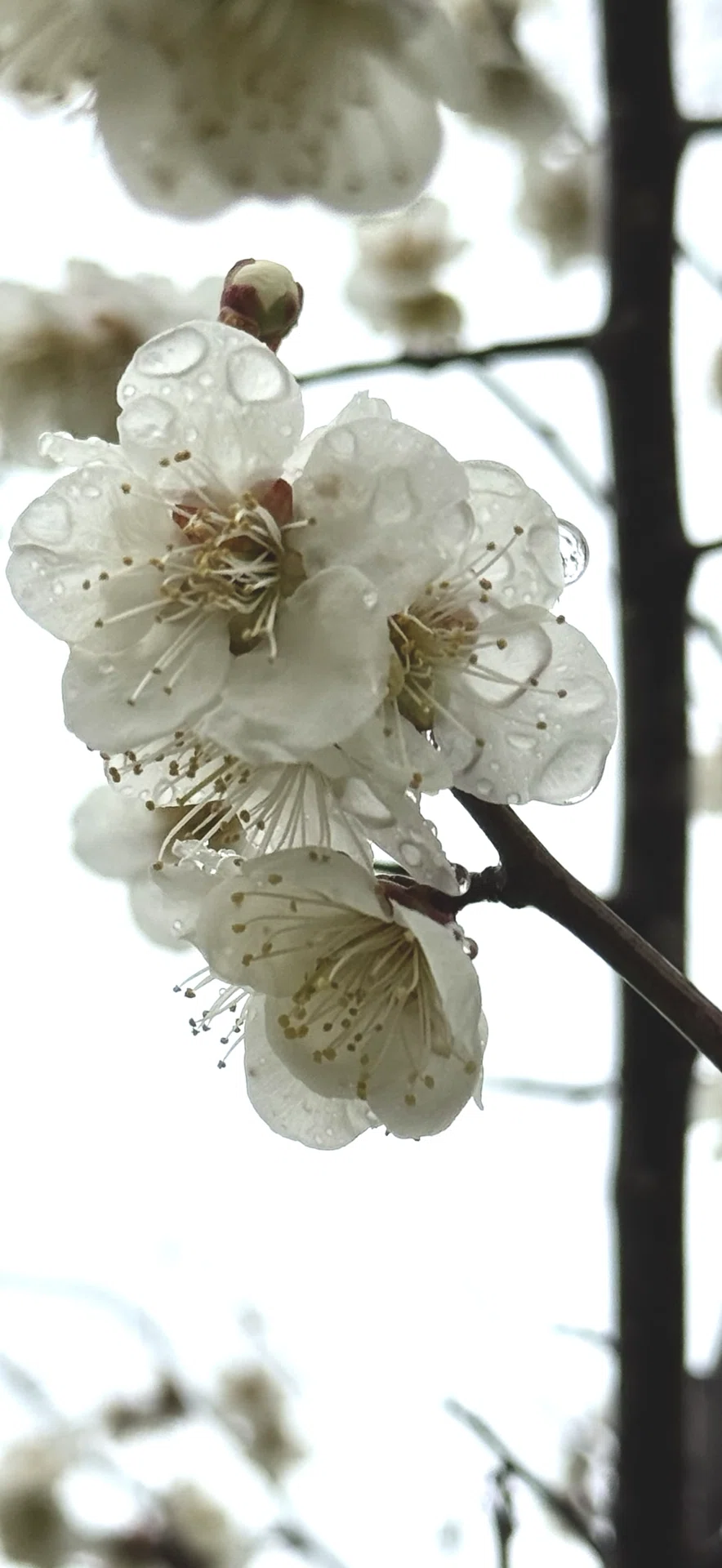 シロカガ 花は麗しく、実も美味なる古典梅｜EGGSEED