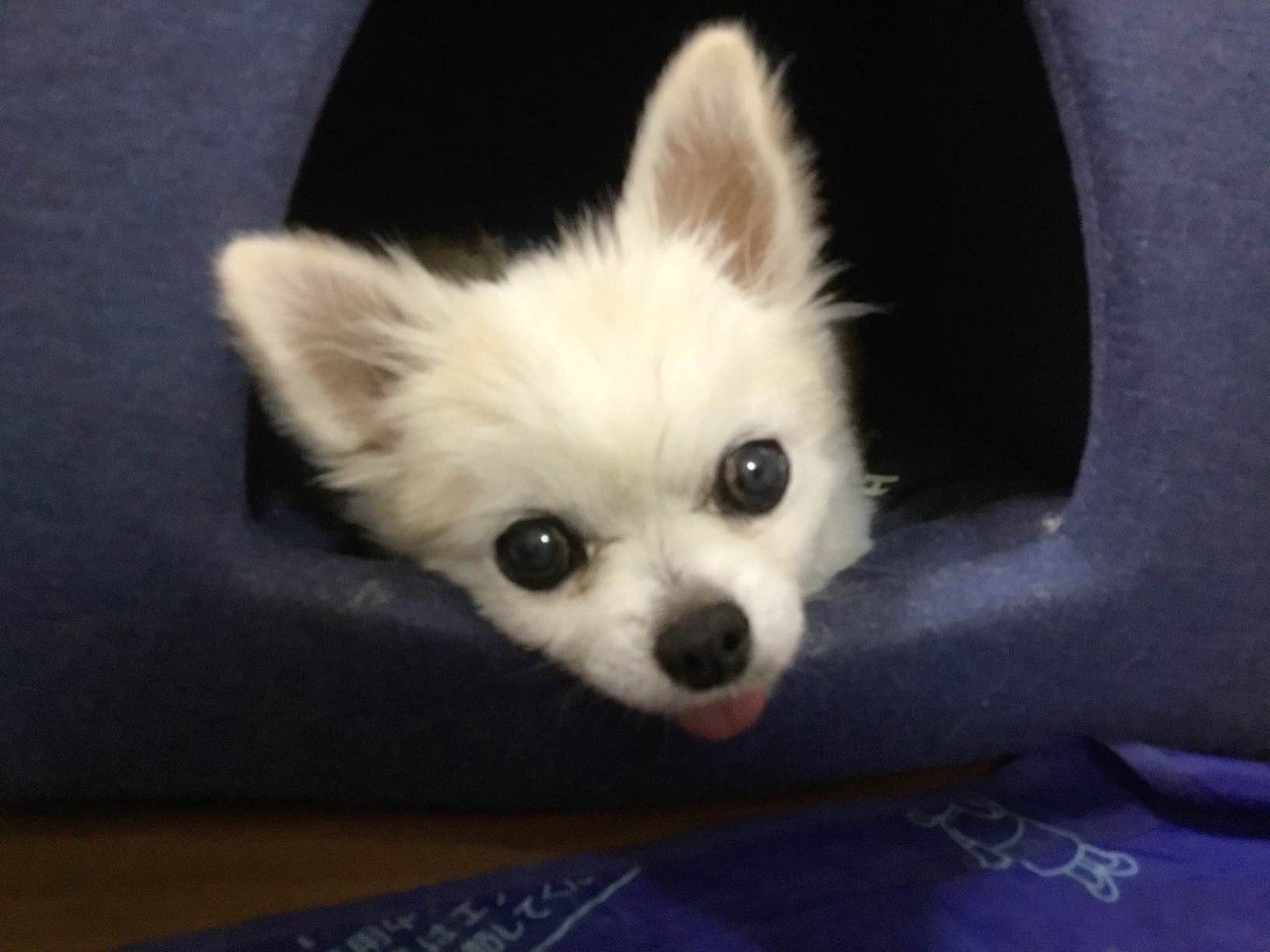 犬を飼うということ 虹の橋の愛する者へ向けて レンタルセラピスト 天地 空 Note 犬を飼うということ 虹の橋の愛する者へ向けて レンタルセラピスト 天地 空 Note