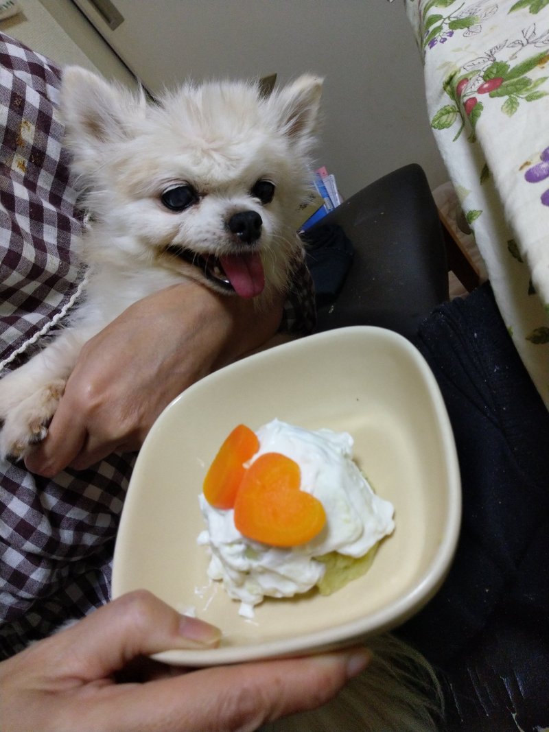 犬を飼うということ 虹の橋の愛する者へ向けて ちふあふあ Note 犬を飼うということ 虹の橋の愛する者へ向けて ちふあふあ Note