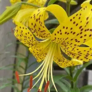 リマ―ナすず