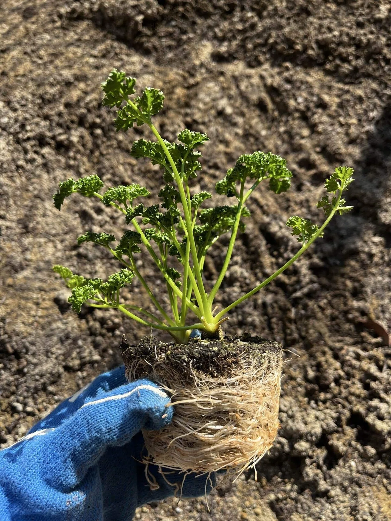パセリの植え付け🌿｜だっぺ