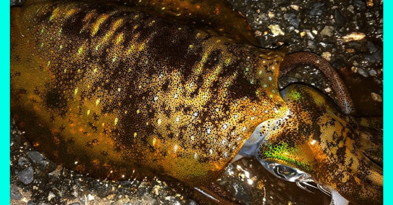 冬イカ攻略 アクションコントロール オンライン釣り塾 Fishing 科学 こう兄 公式 Note