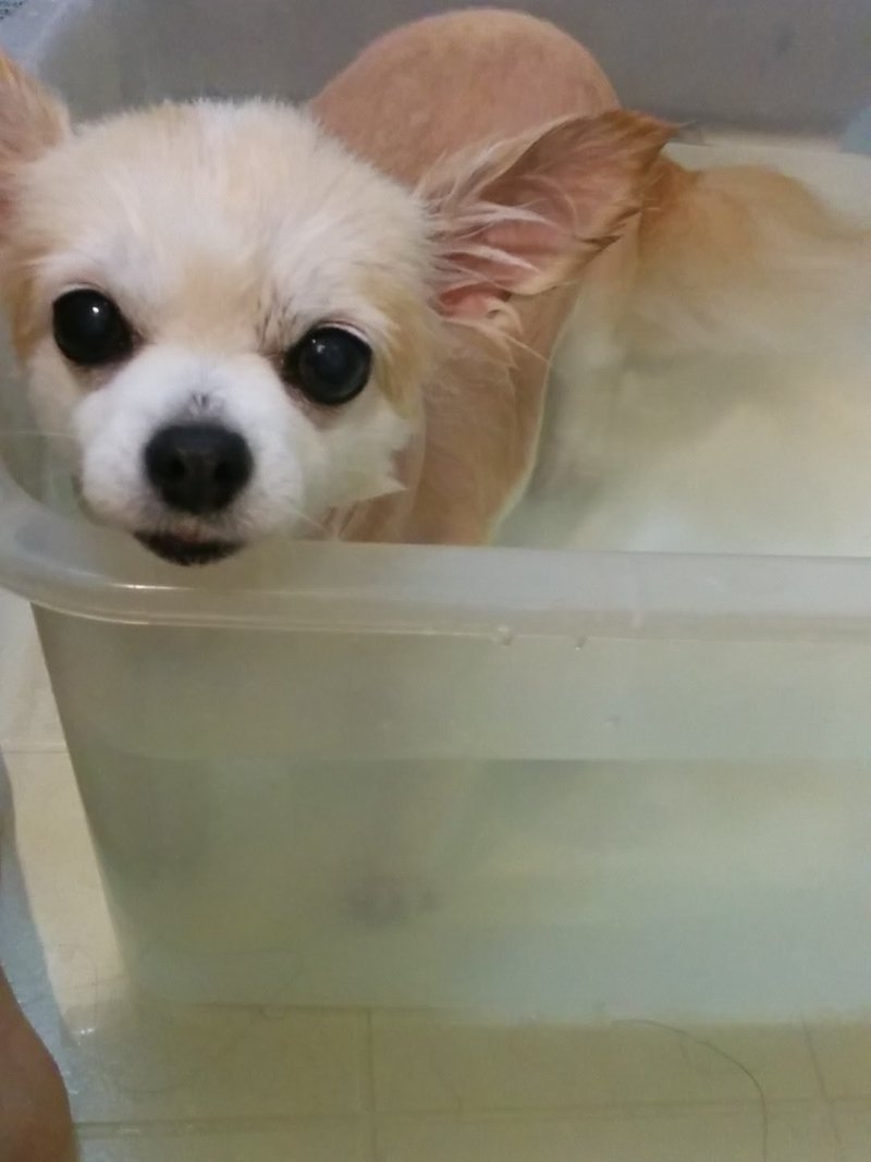 犬を飼うということ 虹の橋の愛する者へ向けて レンタルセラピスト 天地 空 Note 犬を飼うということ 虹の橋の愛する者へ向けて レンタルセラピスト 天地 空 Note