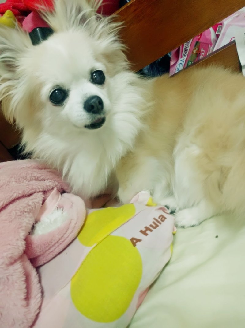 犬を飼うということ 虹の橋の愛する者へ向けて レンタルセラピスト 天地 空 Note 犬を飼うということ 虹の橋の愛する者へ向けて レンタルセラピスト 天地 空 Note