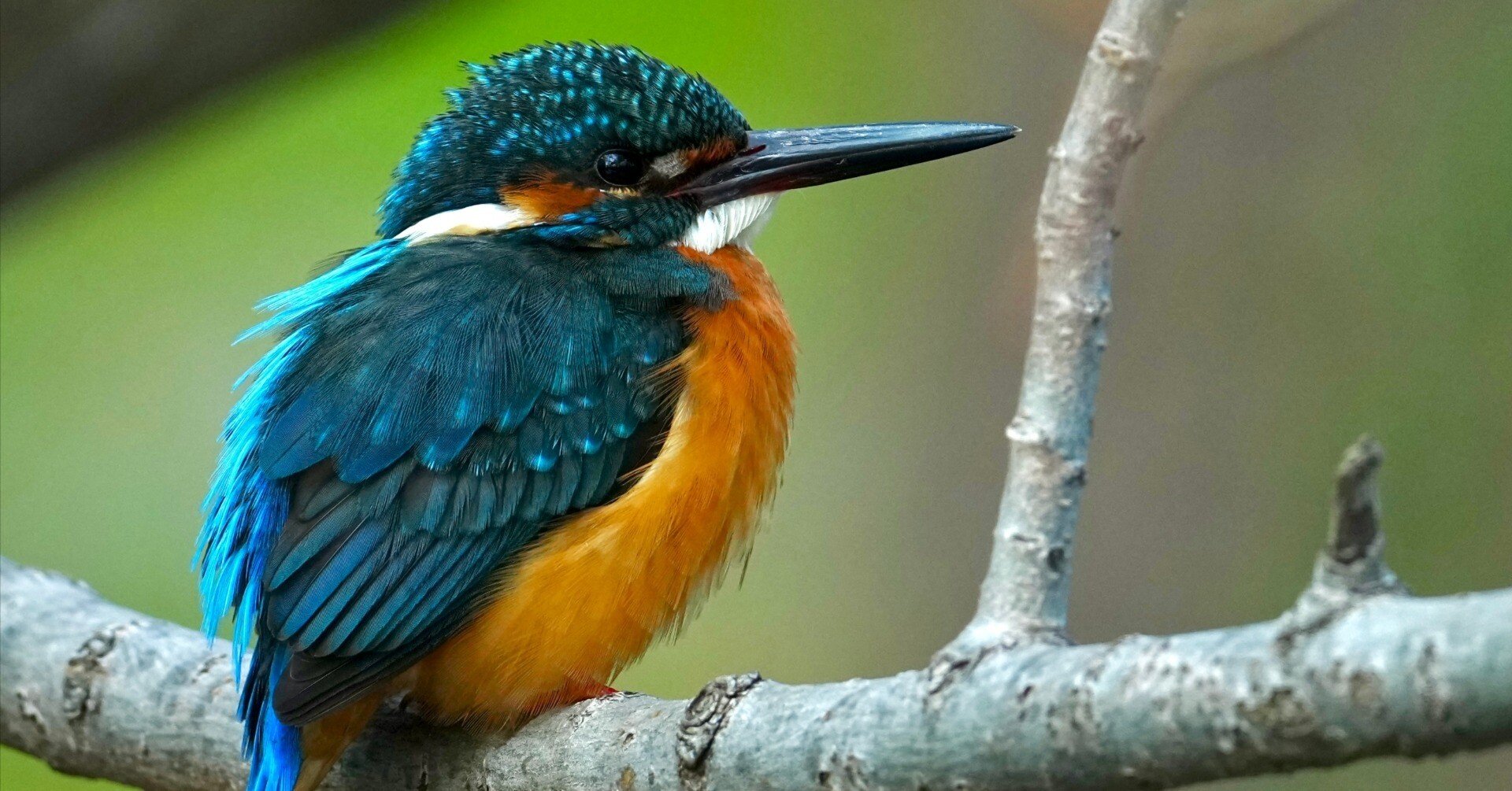 SONY FE 400-800mm F6.3-8 G OSS は野鳥撮影の神レンズ確定！今日も