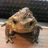 Toadally Fun