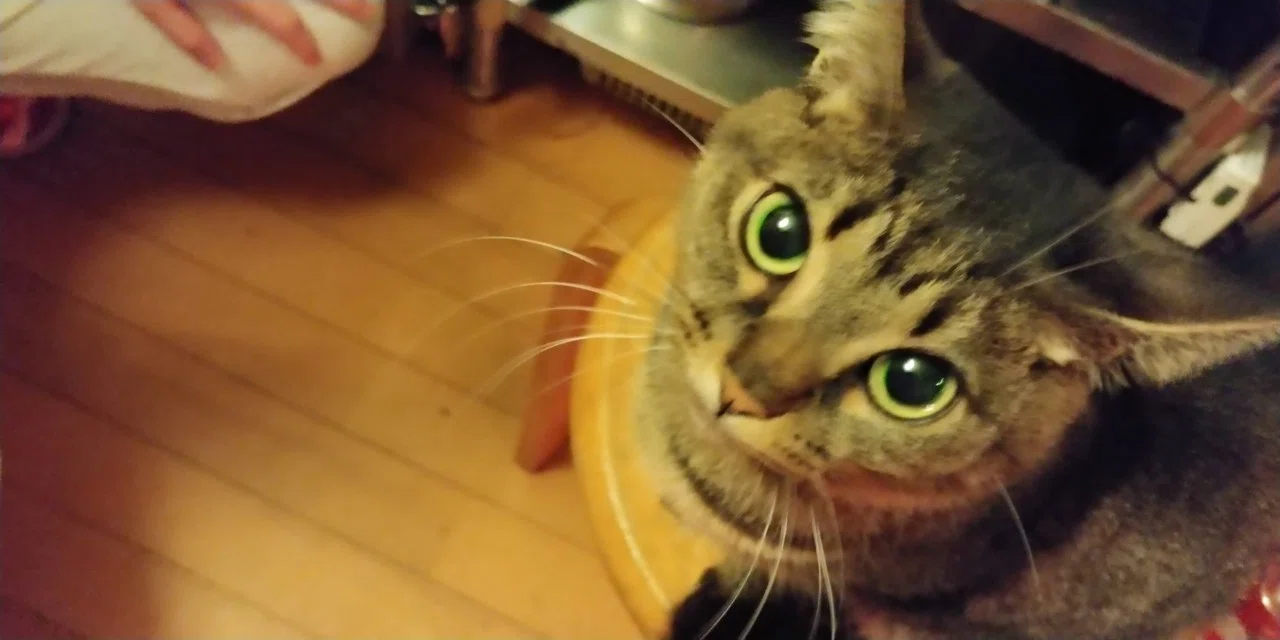 猫に学ぶ 女子力 モテるメス猫の特徴 素直 小さめ 甘え上手 我慢しない 動作が美しい おねだりが上手 鳴き方がカワイイ 綺麗な食べ方をする 我がままを上手に言う 猫に学ぶ 明日はもっと幸せになるよ Aeolien 繪莉 Note