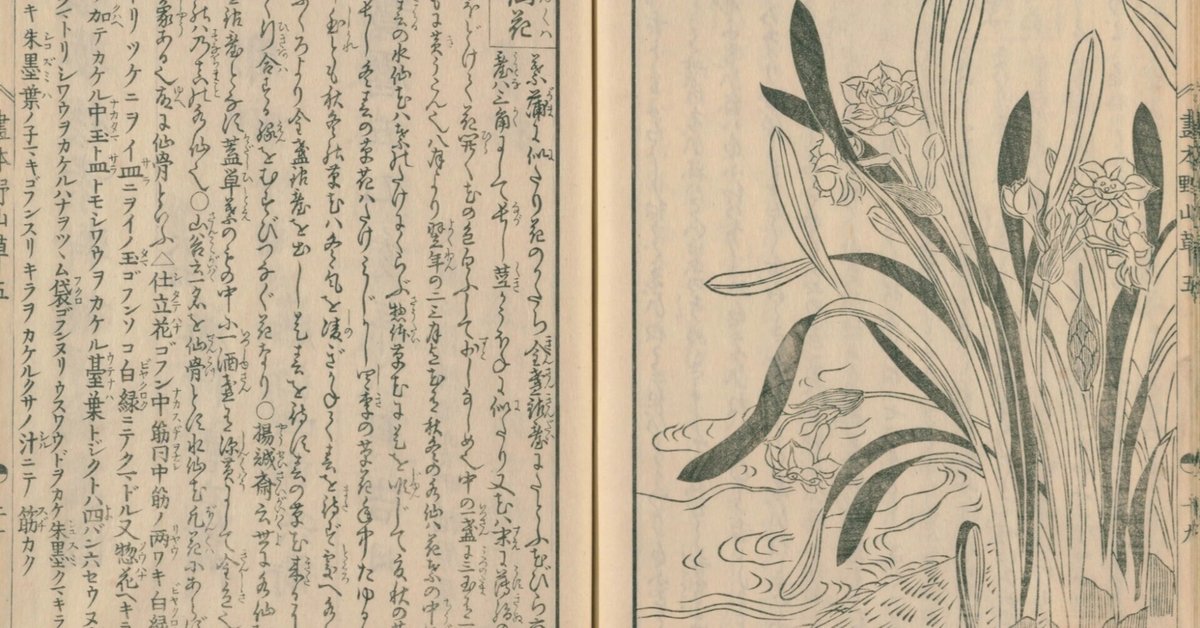 絵本野山草】(31) 水仙花(すいせんくは)📖『絵本野山草』読了 絵本野山草】(31) 水仙花(すいせんくは)📖『絵本野山草』読了
