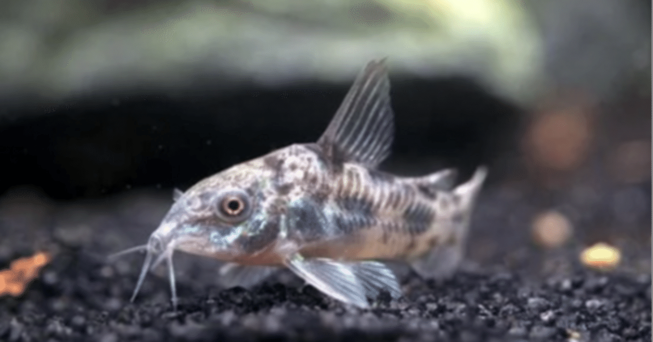 コリドラス・パレアタス｜熱帯魚・コリドラスの仲間｜初心者向け飼育