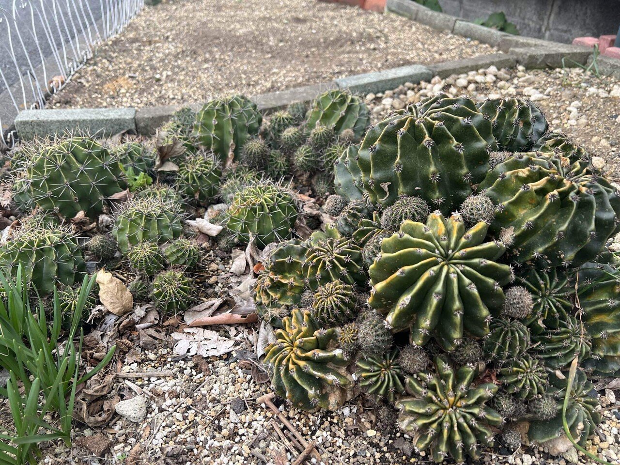 アガベ沼に落ちた話19「ドライガーデンの入口」｜mare_agave