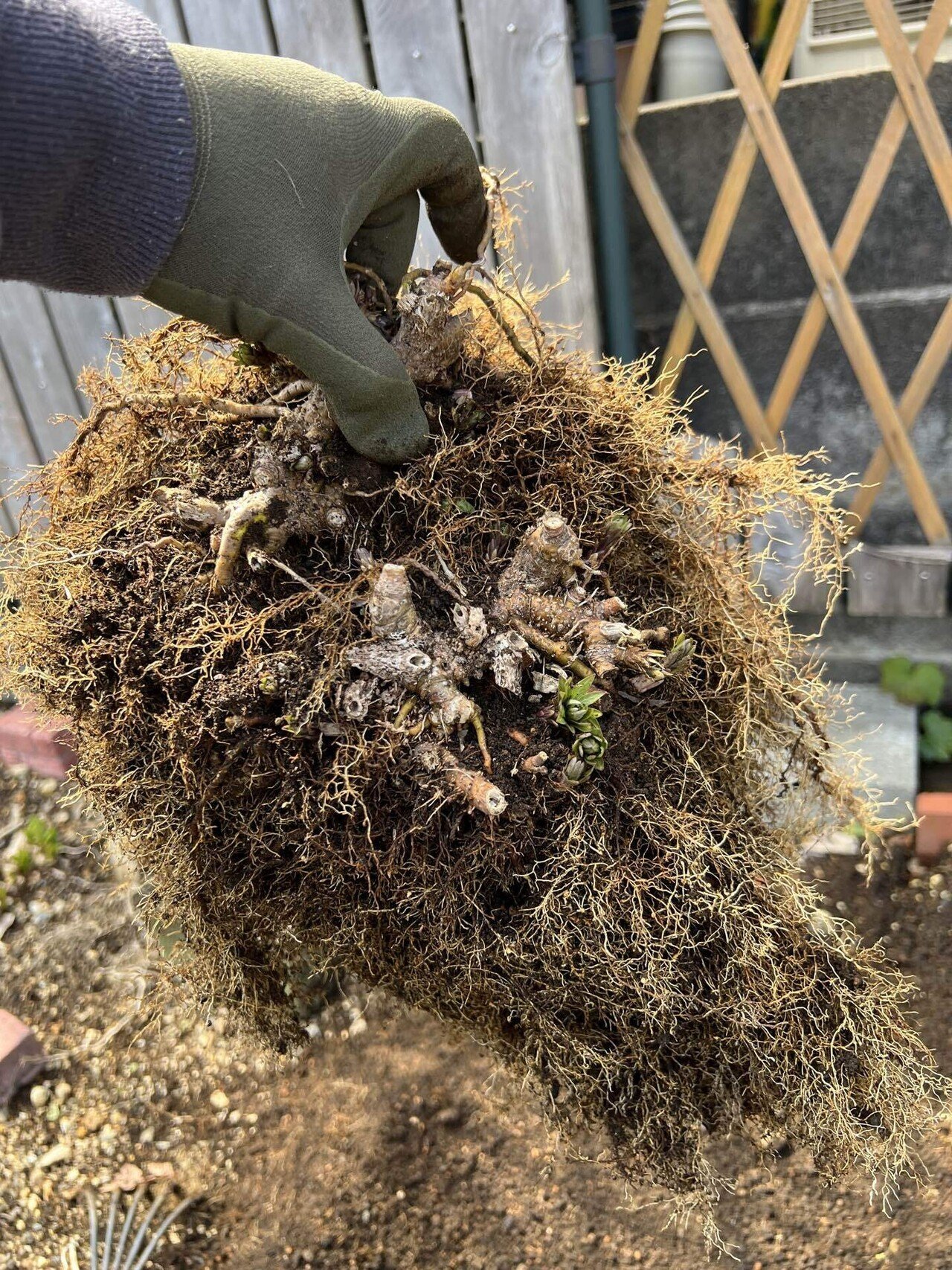 アガベ沼に落ちた話19「ドライガーデンの入口」｜mare_agave