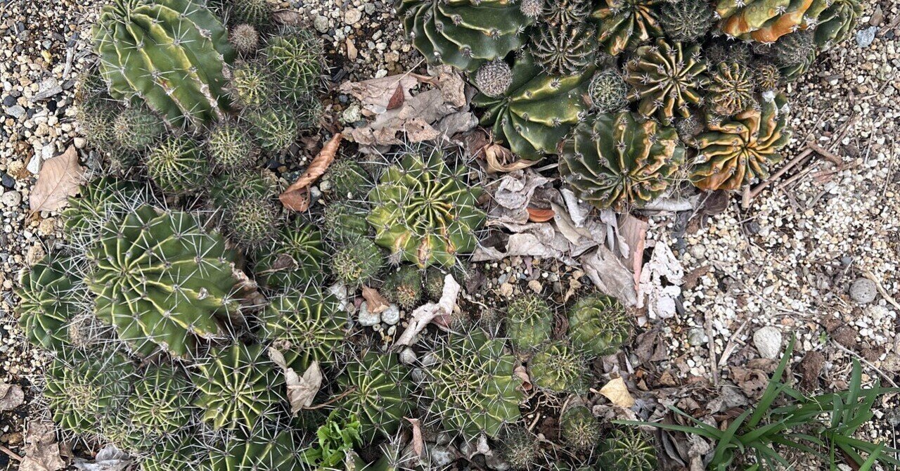 アガベ ホリダ】ドライガーデン 地植え アガベ！ドライガーデンエリア