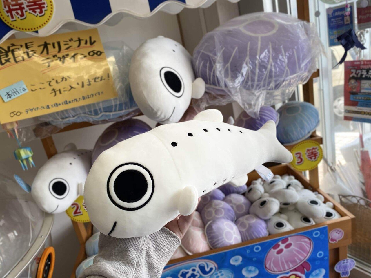 しらすくじ】｜くにみクラゲ公民館〜越前海岸の体験学習施設〜【公式】