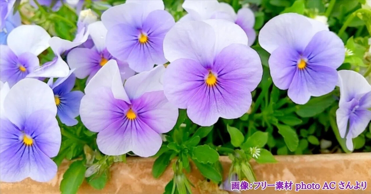 再び白いライラックが咲いたら（すみれの花咲く頃）｜九條正博｜歴史学