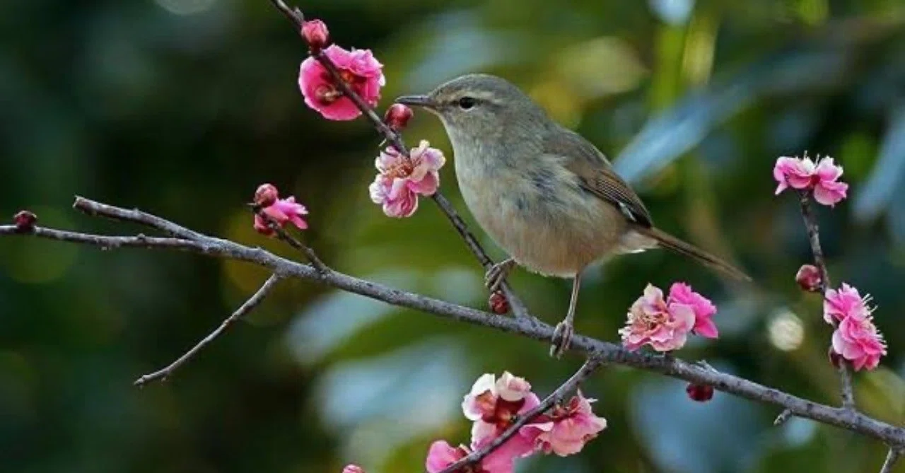コンコンブル 鶯 うぐいす 梅 春 鳥 希少 第771回 もう一度ウグイス(9回目)｜翆野 大地