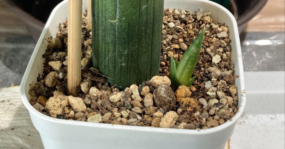 希少品種サンセベリア、スタッキー本物 楽天市場】観葉植物 サンスベリア スタッキー 育てやすい 白色