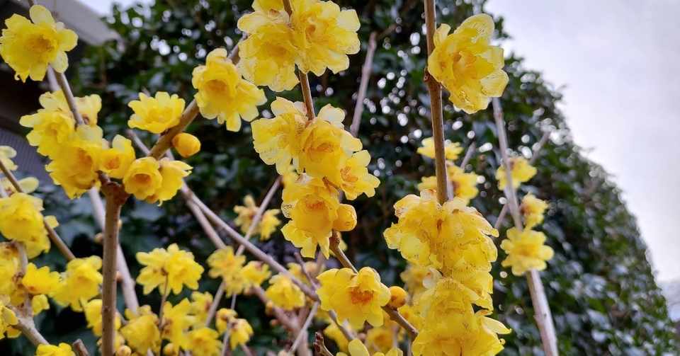 なぜ匂いをつけるんだろう 高之瀬陽子 Note