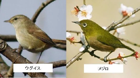 第771回 もう一度ウグイス(9回目)｜翆野 大地