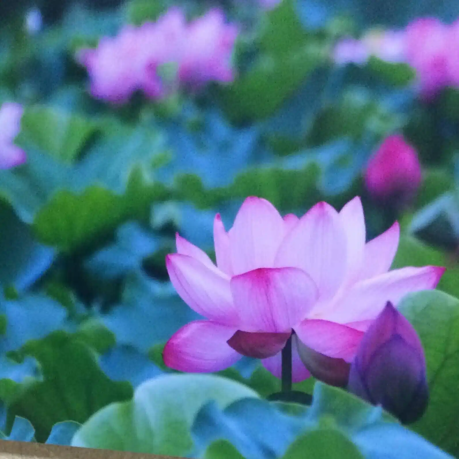 新井芳子（あらいよしこ）