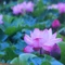 新井芳子(あらいよしこ)