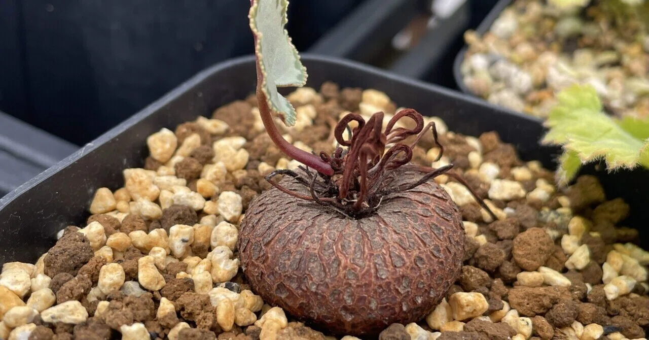 Why not try growing 'Cute x Rare = Round Plants'?｜ミウラタカオ