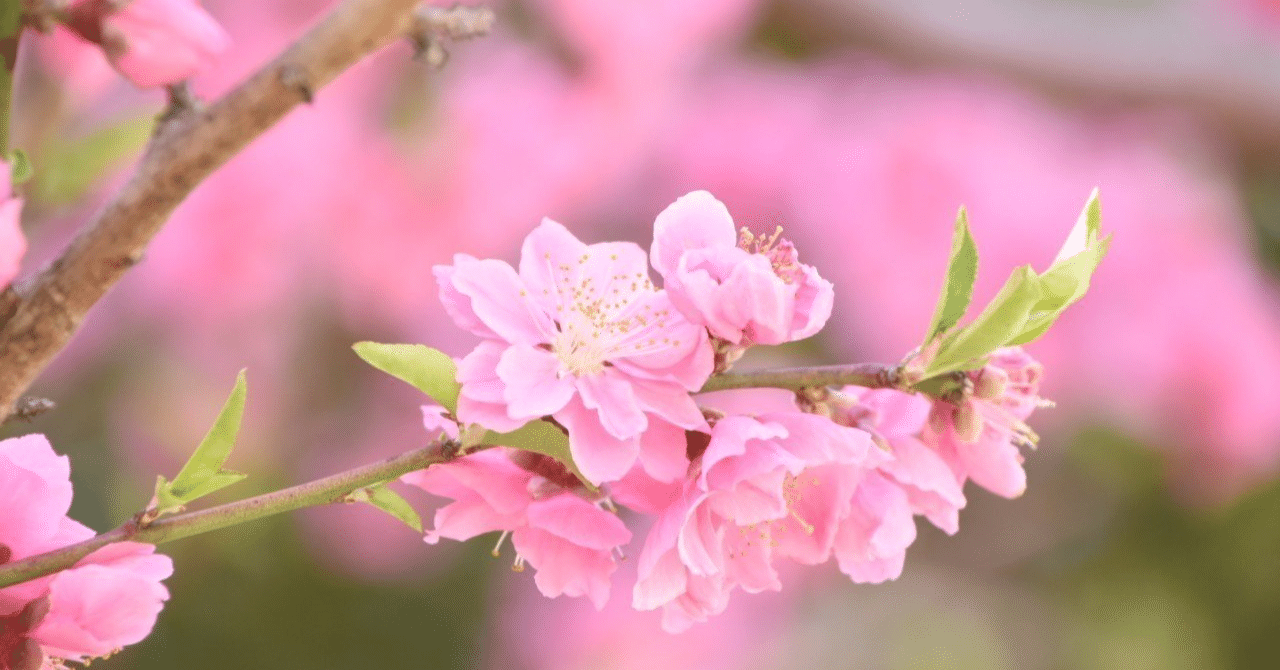 桜梅桃李｜fourier-laplace