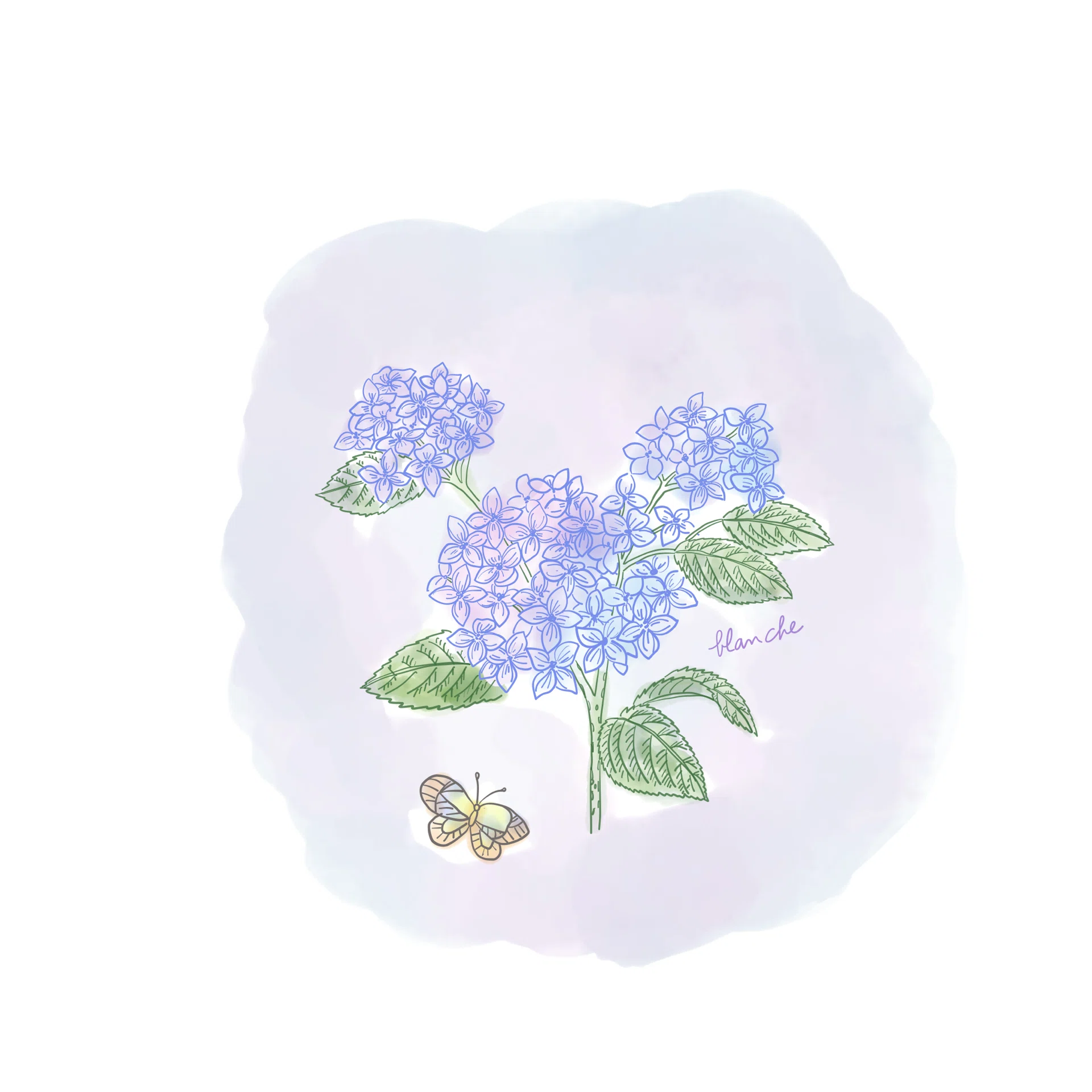 紫陽花画 紫陽花｜Snow❄️Yukihikari