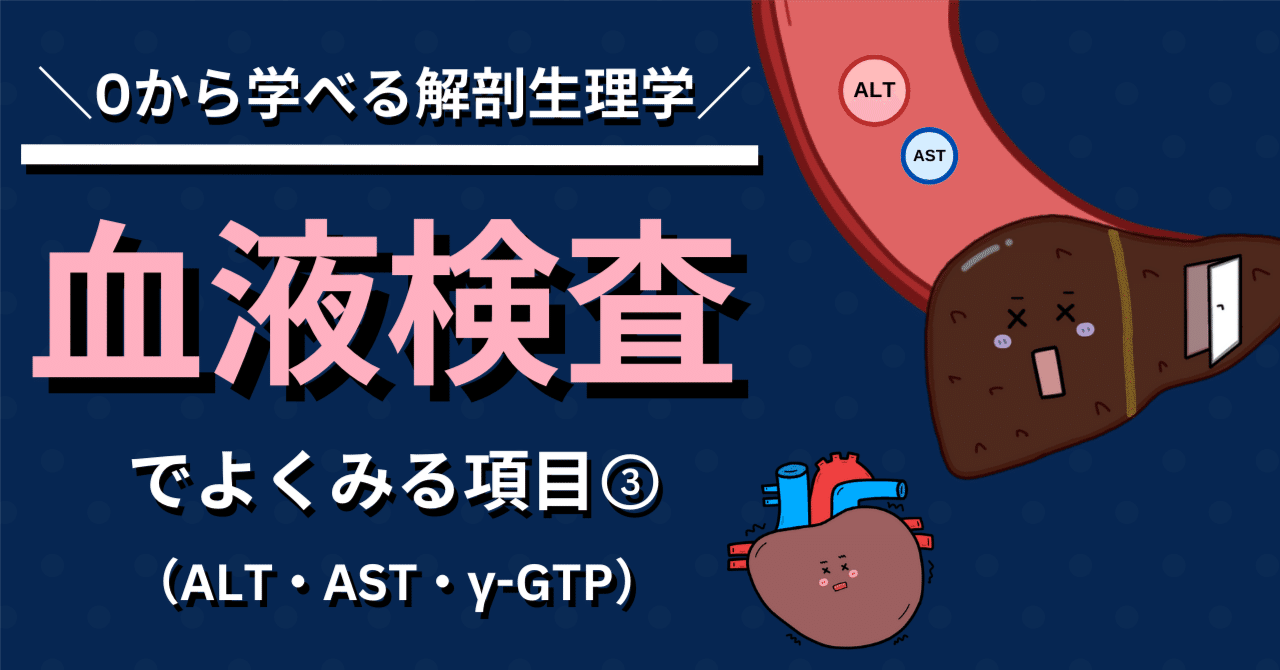 【血液検査③】ALT・AST・γ-GTP｜おがちゃん先生／解剖生理