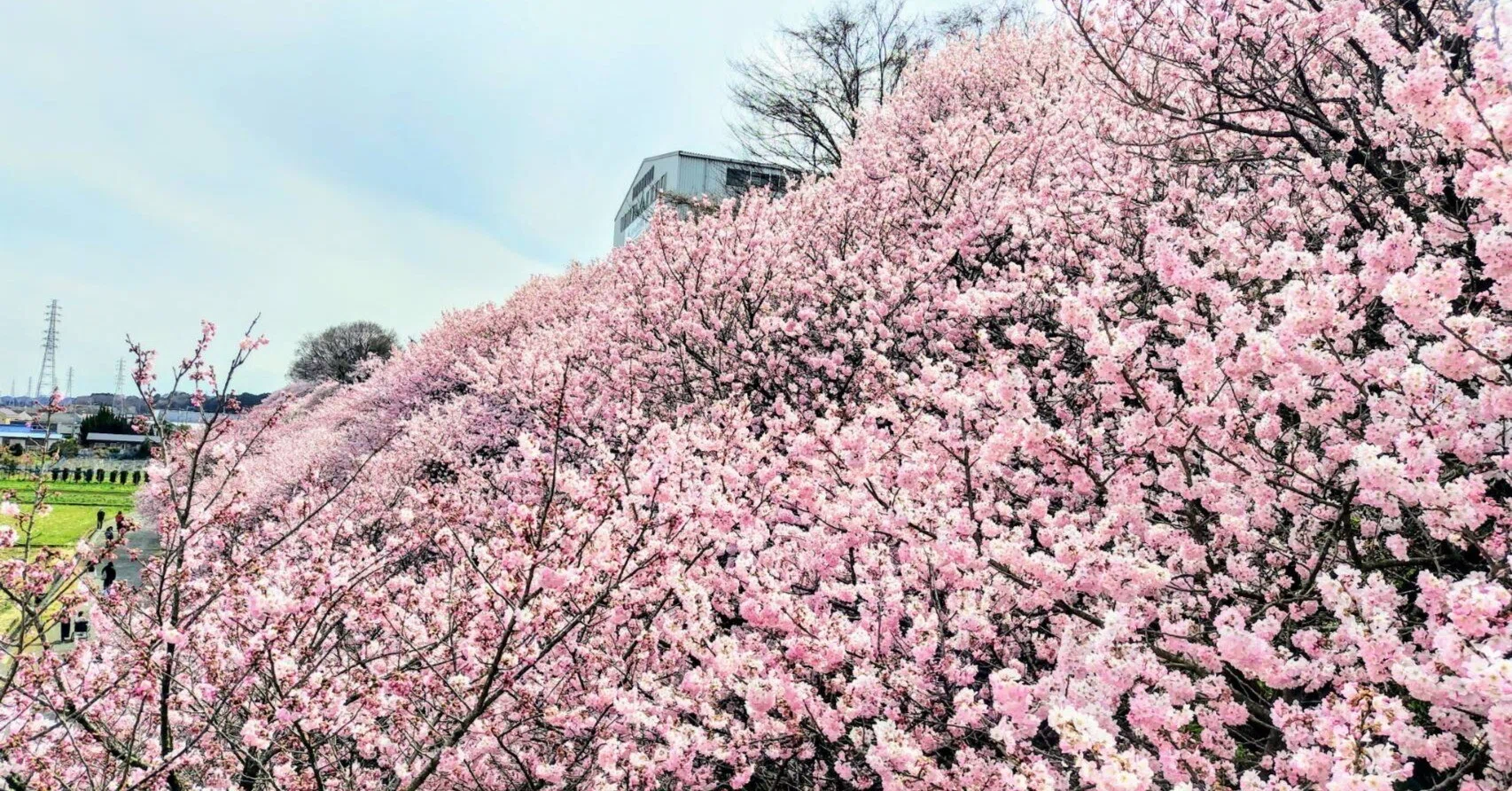 manamiの私ごとですが＃10 南足柄の春めき桜・お花見ドライブ｜HiHi