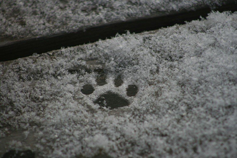 雪化粧猫足跡2020.1.16