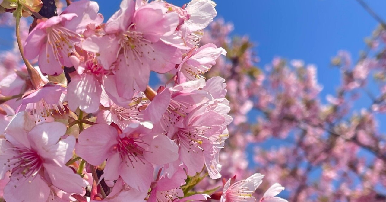 早咲きの桜|Singish 早咲きの桜|Singish