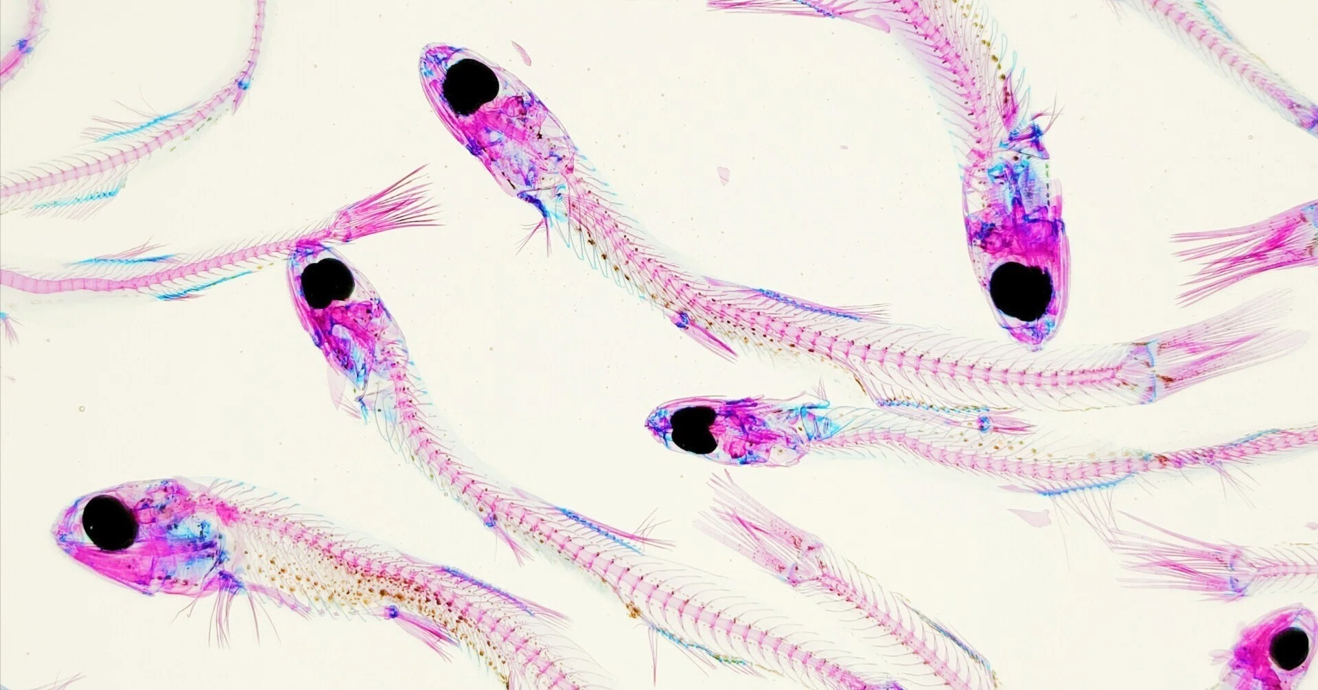 透明標本 ウズラ+ホタルイカ 透明標本 ホタルイカ | Zoological 大変お