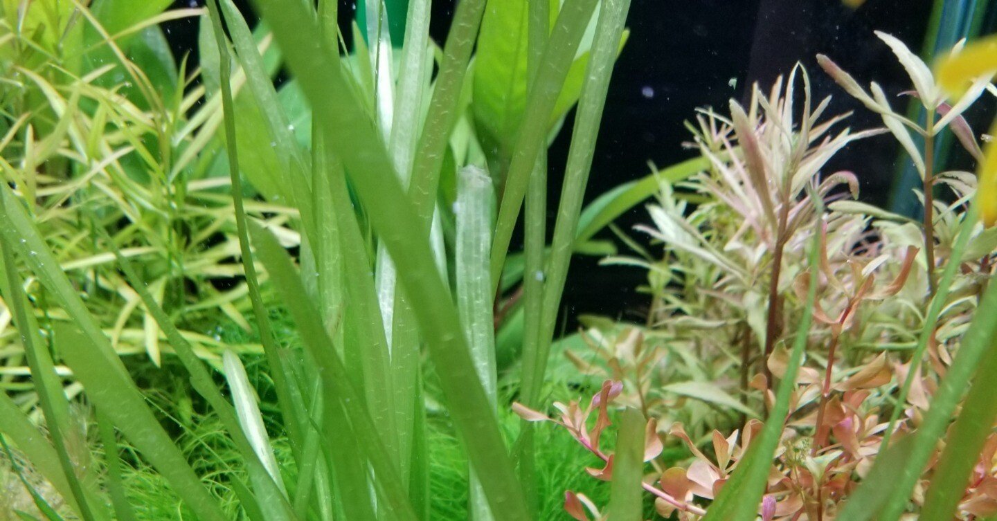 わが家の水槽を紹介（水草編）水草は難しい？｜くらうんろぉち