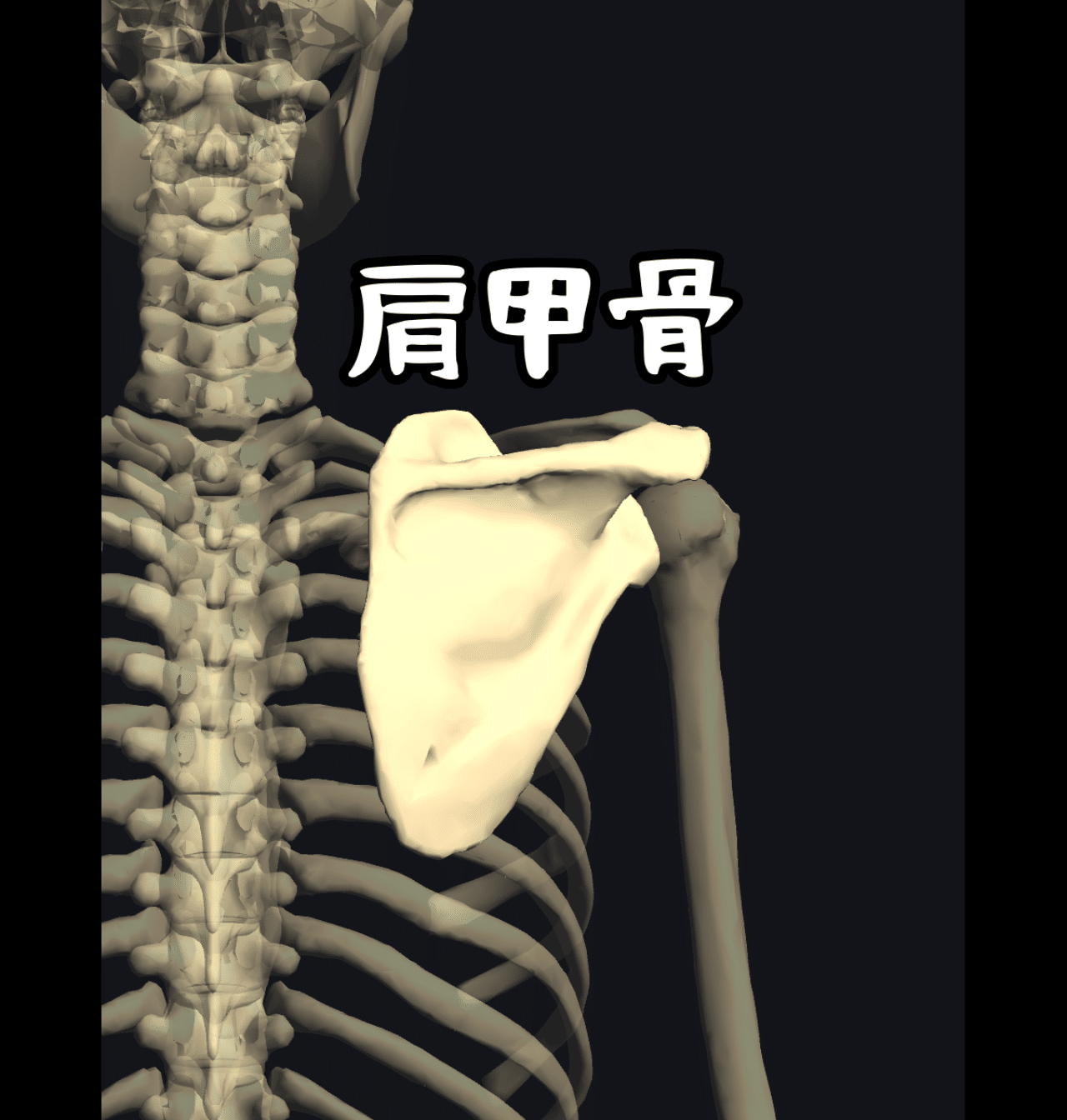 肩甲骨ガチガチならこのエクササイズパターンが効く 運動編 みつやま 宿題エクササイズ公開中 Note