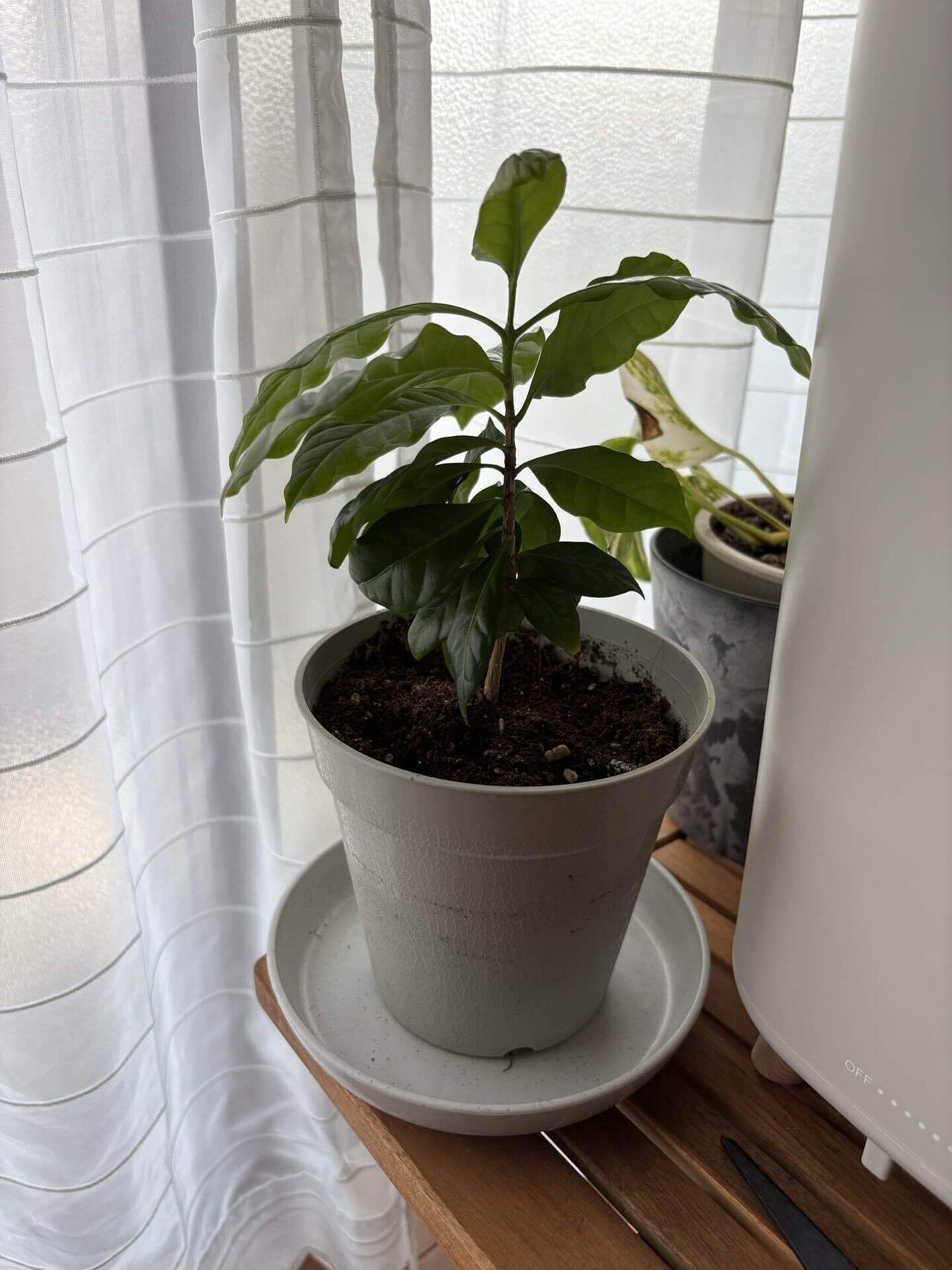 コーヒー豆から、コーヒーの木を育てた話｜ranan.