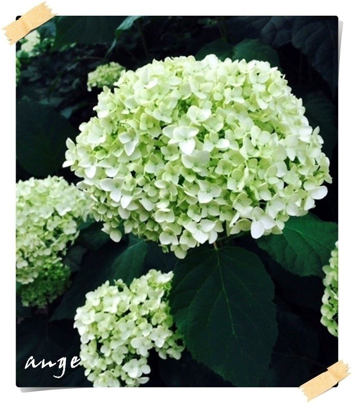 Hydrangea Arborescens Annabelle あんじゅ Note