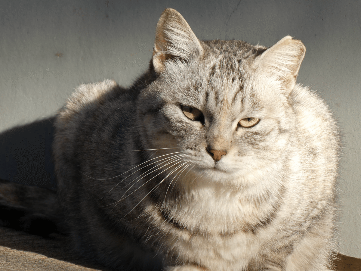 さくらねこ　キャスター 新商品情報～ ・花房さくらのねこみやげ弐 入荷致しました！ #がちゃ処