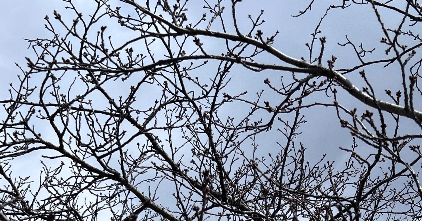 朗らかな沈黙──ヘッセ『ガラス玉演戯』を読み直す｜卍丸の本棚