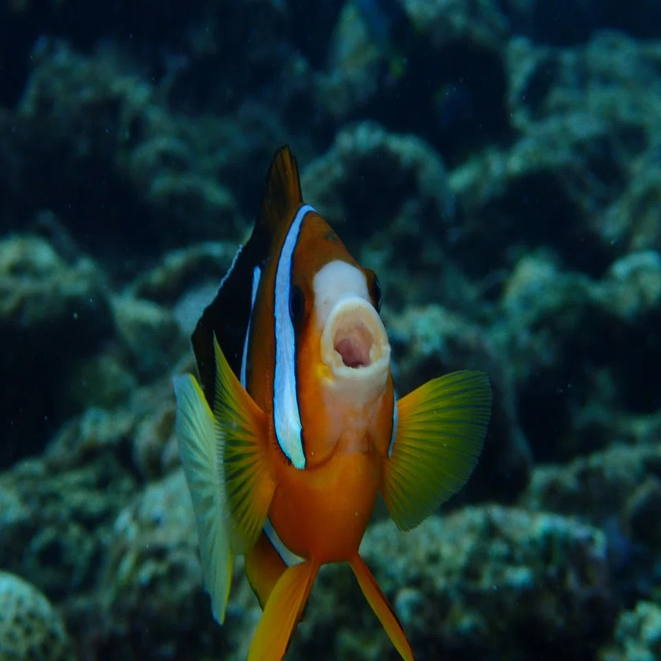 クマノミたち｜あやぽ