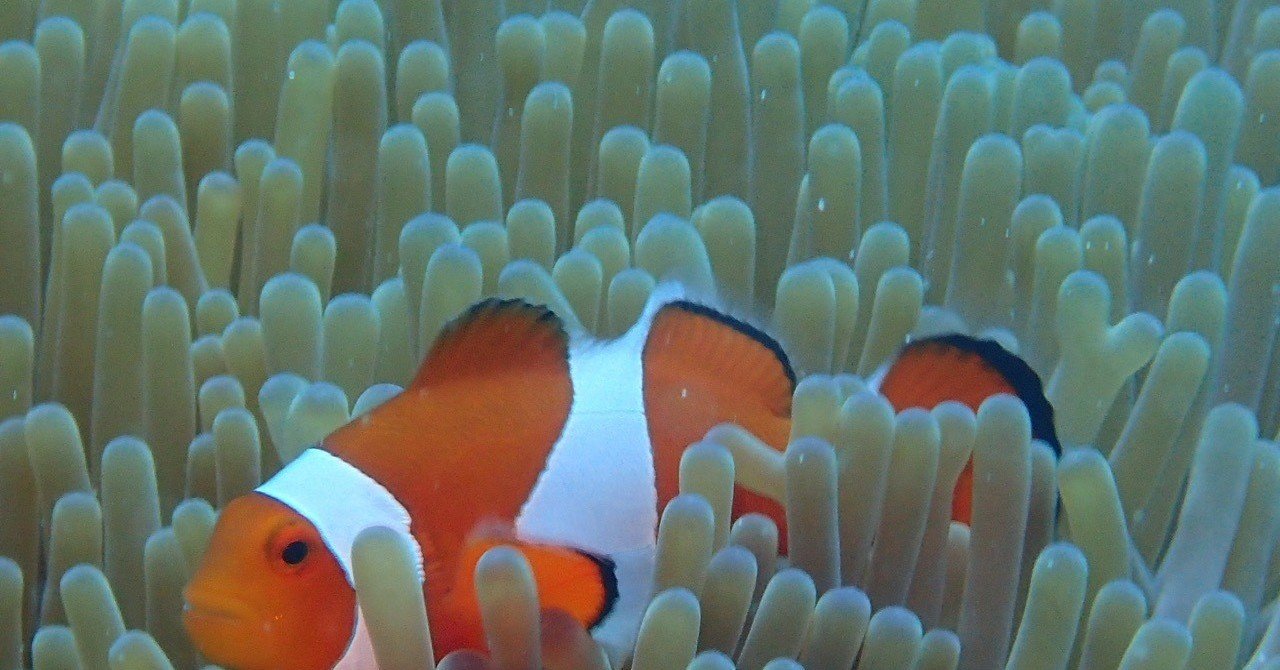 クマノミたち あやぽ Note クマノミたち あやぽ Note