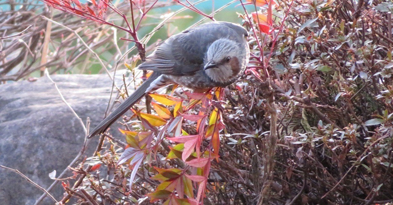 10 ヒヨドリとムクドリ Antique Note 10 ヒヨドリとムクドリ Antique Note