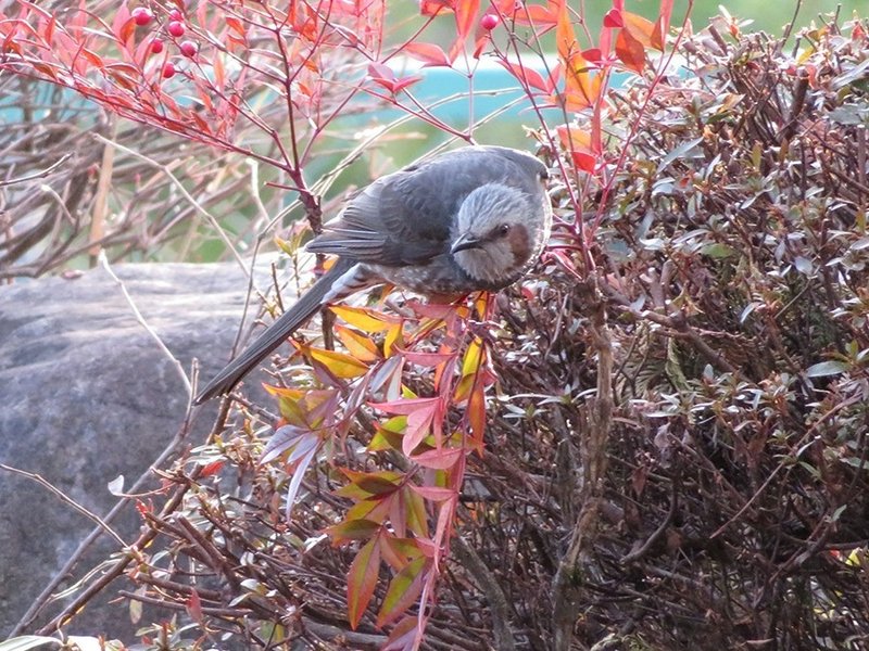 10 ヒヨドリとムクドリ Antique Note 10 ヒヨドリとムクドリ Antique Note