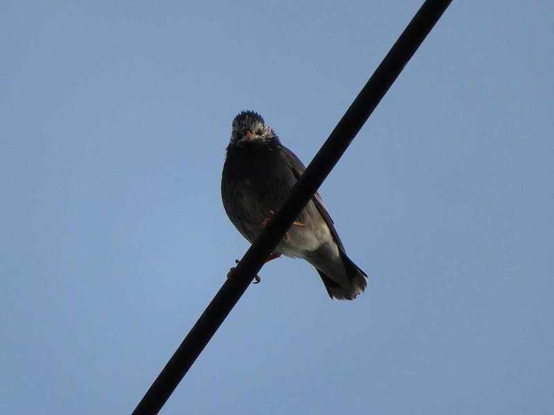 10 ヒヨドリとムクドリ Antique Note 10 ヒヨドリとムクドリ Antique Note