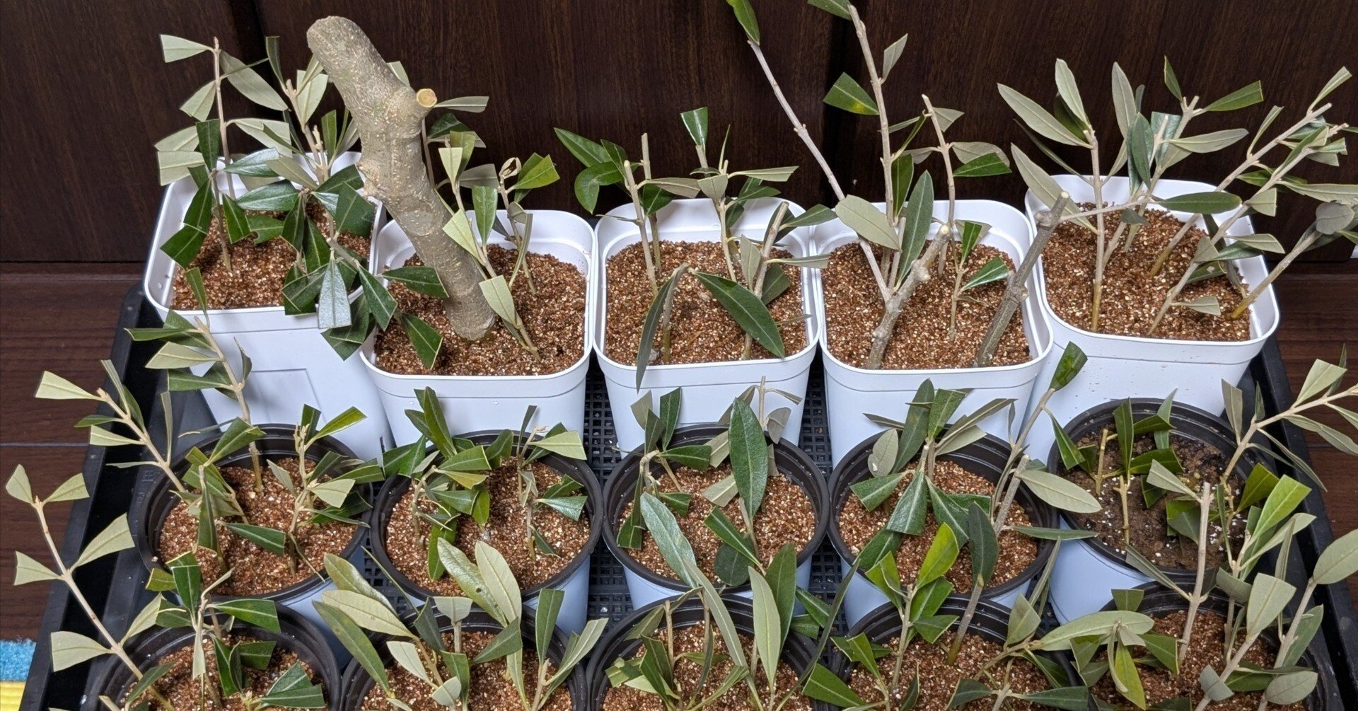 ショートタイプオリーブ38 1点もの！オリーブ苗木 トルコ産【ゲムリック】1本 5号鉢 | Sansui Olive